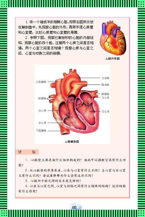 心脏图：生命的节奏